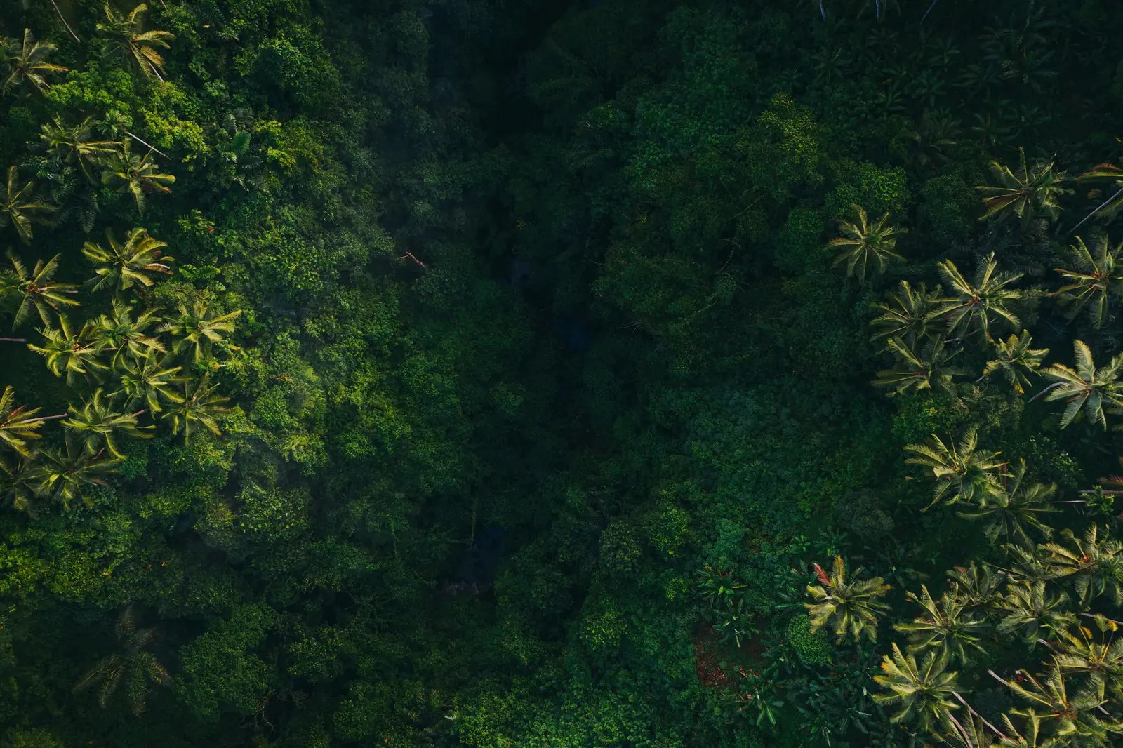 Vue aérienne d'une jungle tropicale, canopée dense et palmiers