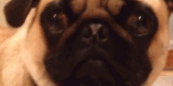 Quand le chef de projet saute sur mon écran par surprise