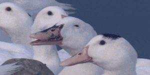 Quand le commercial sort en réunion client qu'il a déjà codé en HTML