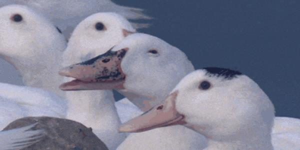 Quand le commercial sort en réunion client qu'il a déjà codé en HTML