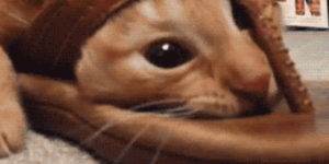 Quand j'essaie de comprendre un nouveau framework