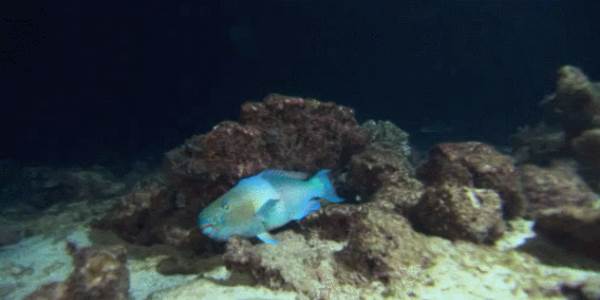 Quand les commerciaux cherchent un dev pour les aider à vendre