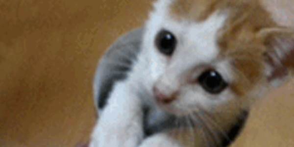 Quand j'essaie de corriger un bug sans arriver à le reproduire