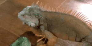 Quand mon commit provoque un bug et que je sais exactement de quoi il s'agit