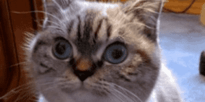 Quand je dis au chef que je ne sais pas comment corriger un bug