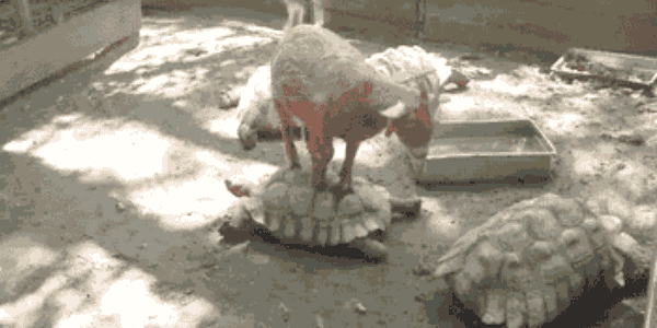 Quand le chef de projet vient donner de nouvelles tâches inutiles aux devs