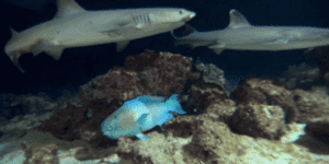 Quand les commerciaux me cherchent pour me parler d'un nouveau projet