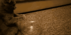 Quand je découvre les conteneurs Docker