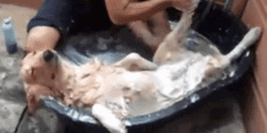 Comment je m'imagine les développeurs COBOL