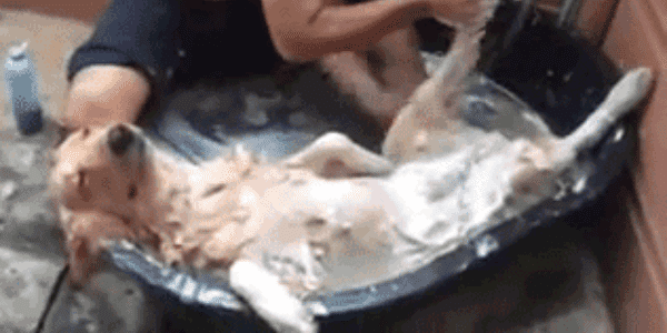 Comment je m'imagine les développeurs COBOL