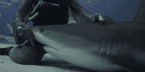 Quand je suis avec le patron et que je m'apprête à lui parler de ma prime