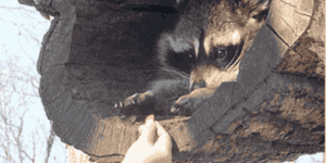 Quand le sysadmin me donne l'accès root