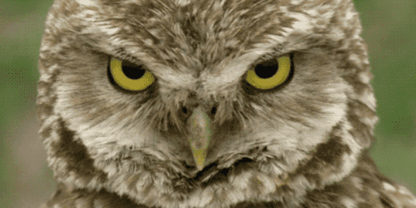 Quand mon collègue veut me prouver que j'ai tort, mais n'y arrive pas après avoir perdu 3 heures