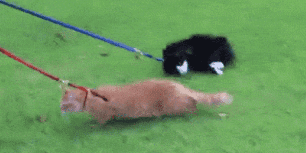 Quand on nous force la main pour aller en réunion