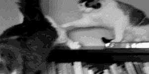 Quand je lance le stagiaire sur sa première mise en prod