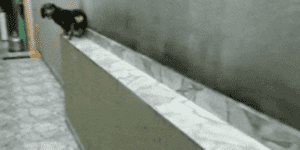 Quand je revert ma branche git