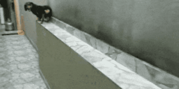 Quand je revert ma branche git