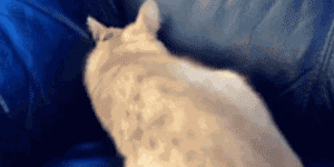 Quand je mets les mains dans des sources historiques