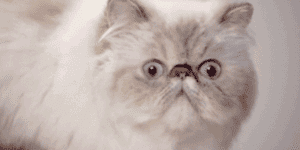 Quand un bug que je pensais avoir corrigé survient en production