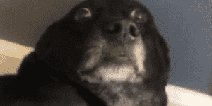 Quand tu viens de péter la prod et que t'entends tous les collègues qui commencent à s'énerver