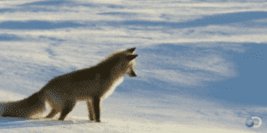 Quand je tombe sur une NullPointerException