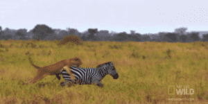 Quand on me lance sur un projet "quick win"