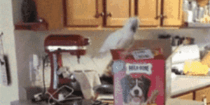 Quand le chef de projet répartit les charges à l'arrache