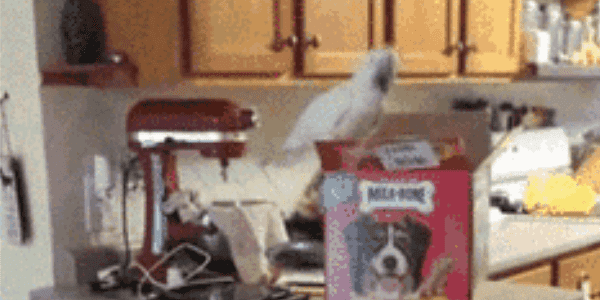 Quand le chef de projet répartit les charges à l'arrache