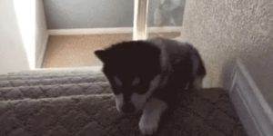 Quand je fais un dernier petit réglage avant la mise en prod