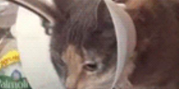 Quand j'essaie d'implémenter une solution trouvée sur Stack Overflow