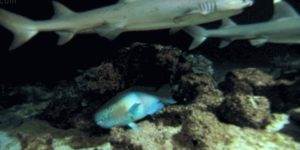 Quand les commerciaux cherchent un dev pour les accompagner à une réunion client