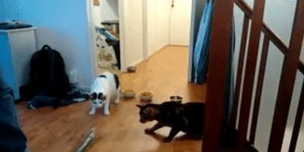 Quand on voit à quoi ressemble le site sous IE