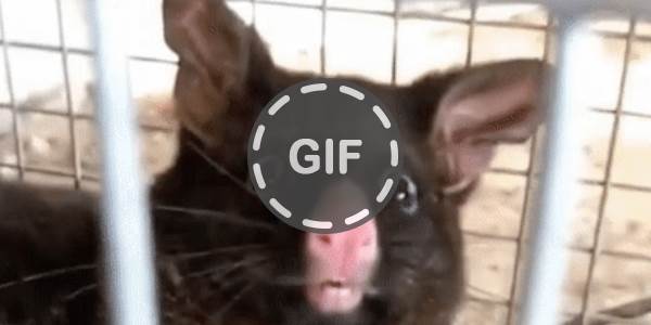 Quand je réalise que je viens de purger tous les comptes utilisateurs... en production