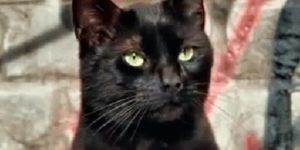 Quand j'installe toutes les dépendances de mon projet