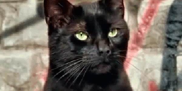 Quand j'installe toutes les dépendances de mon projet