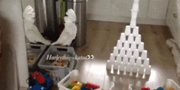 Quand le stagiaire me demande de tester la fonctionnalité qu'il vient de développer