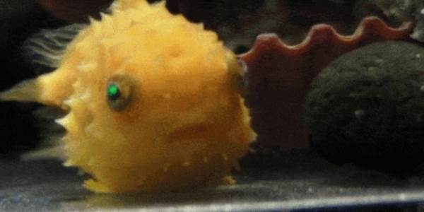 Quand le dev senior corrige un bug en 2 minutes devant moi