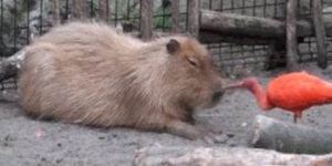 Quand un collègue me pose une question après un gros repas