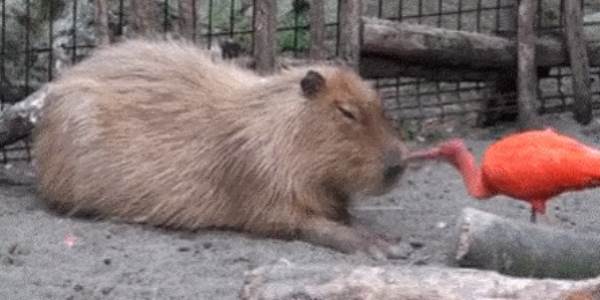 Quand un collègue me pose une question après un gros repas