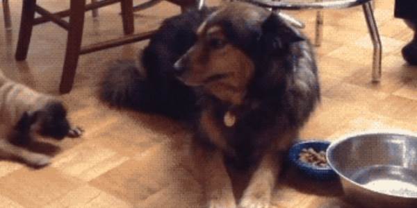 Quand le dev junior essaie d'argumenter face au dev senior