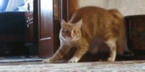 Quand quelqu'un me demande de l'aide sur une regex