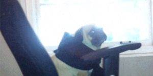 Quand je vais voir le chef après un incident de prod