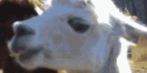 Quand le binôme me dit qu'il a touché à un truc vite fait dans mon code