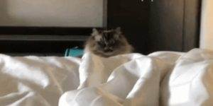 Quand le commercial dit en réunion client que j'ai une grande expertise sur une techno que je ne connais pas