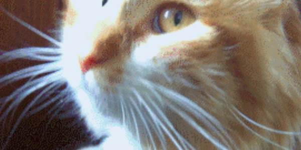 Quand le stagiaire me montre son code