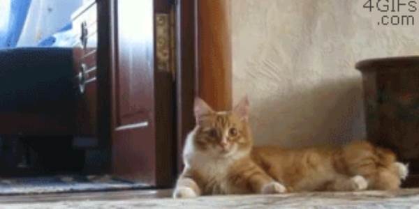 Quand le binôme vient me voir pour un coup de main sur une regexp