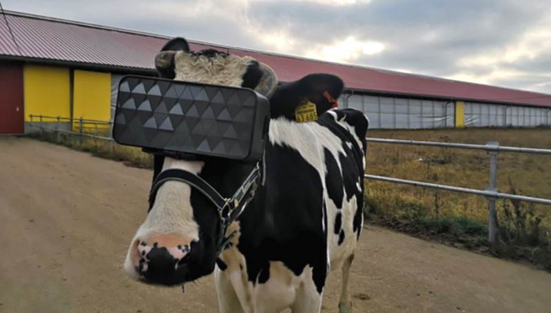 Les vaches se mettent à la VR pour produire du meilleur lait
