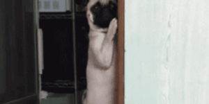 Quand je vois un collègue lancer un git blame