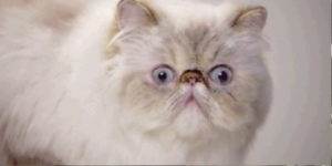 Quand un bug que je pensais avoir corrigé depuis longtemps est présent en prod