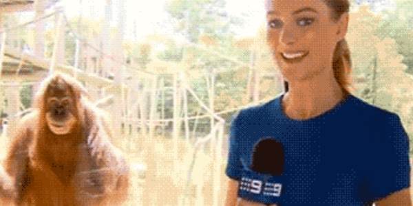 Quand le chef nous présente au client à travers la vitre de l'open space